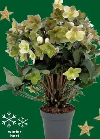 Globus Baumarkt XXL-Christrose Angebot