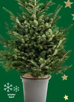 Globus Baumarkt Nordmann-Tanne Angebot