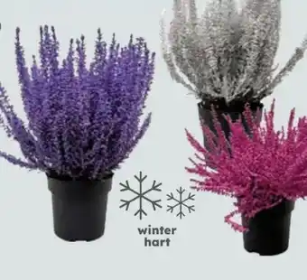 Globus Baumarkt Winterheide Angebot