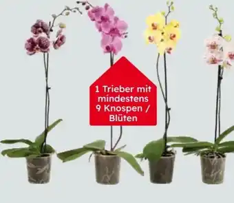 Globus Baumarkt Orchideen Phalaenopsis Angebot