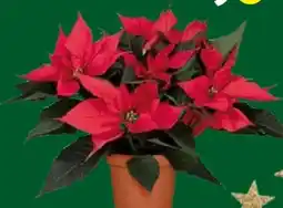 Globus Baumarkt Weihnachtsstern Angebot