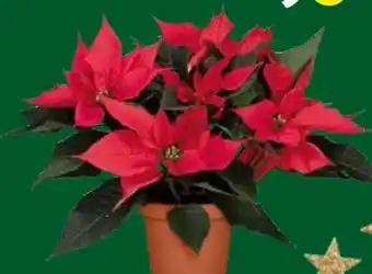 Globus Baumarkt Weihnachtsstern Angebot