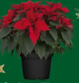 Globus Baumarkt Weihnachtsstern XXL Angebot