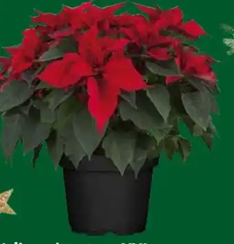 Globus Baumarkt Weihnachtsstern XXL Angebot