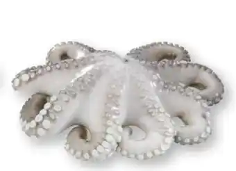 Scheck-in-Center Pulpo-Blume Angebot