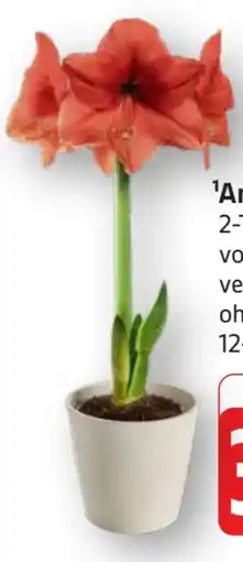 Edeka Amaryllis Angebot
