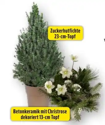 Edeka Zuckerhutfichte Angebot