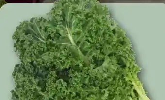 REWE Grünkohl Angebot