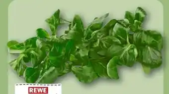 REWE Center Rewe Regional Feldsalat Angebot