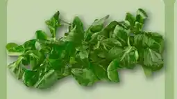 REWE Center Feldsalat Angebot