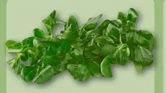 REWE Center Feldsalat Angebot