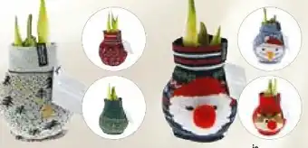 Hellweg Gewachste Amaryllis Angebot