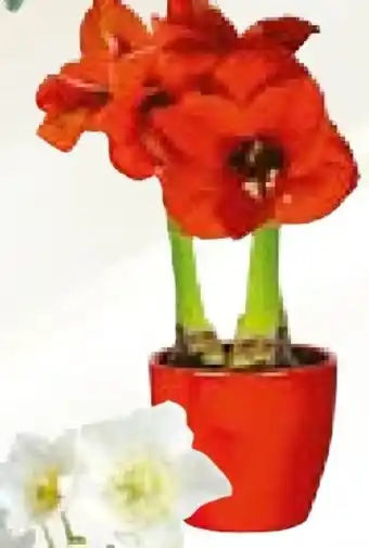 Hellweg Amaryllis Angebot