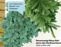 Hellweg Tannenzweige Blaue Edeltanne Angebot