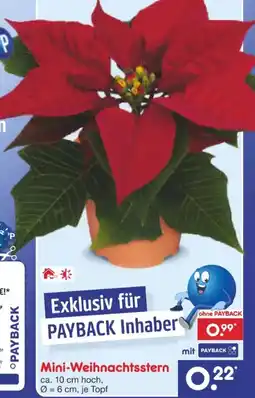 Netto Marken-Discount Mini-Weihnachtssterne Angebot