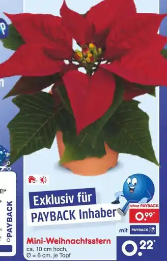 Netto Marken-Discount Mini-Weihnachtssterne Angebot