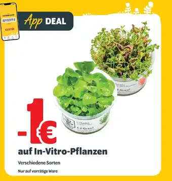 Das Futterhaus -1.00 auf In-Vitro-Pflanzen Angebot