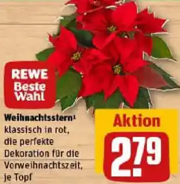 REWE Weihnachtsstern Angebot