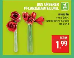 Marktkauf Amaryllis Angebot