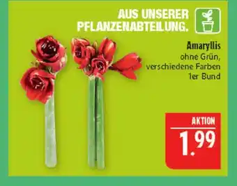 Marktkauf Amaryllis Angebot