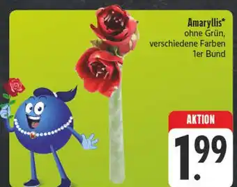 E-Center Amaryllis Angebot
