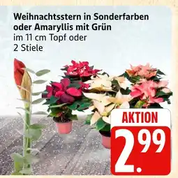 Marktkauf Weihnachtsstern in sonderfarben Angebot