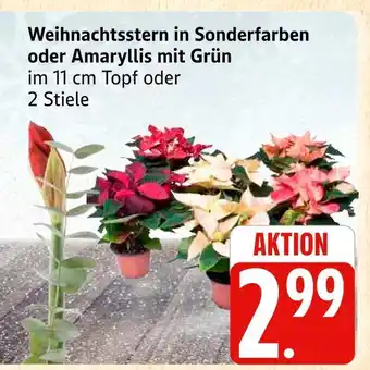 Marktkauf Weihnachtsstern in sonderfarben Angebot