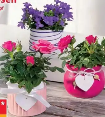 Norma Mini-Campanula Angebot