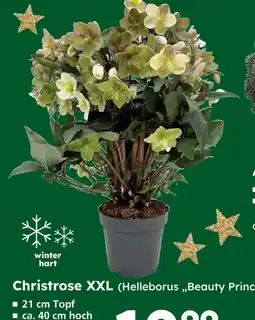 Globus Baumarkt Christrose xxl (helleborus 'beauty princess') Angebot