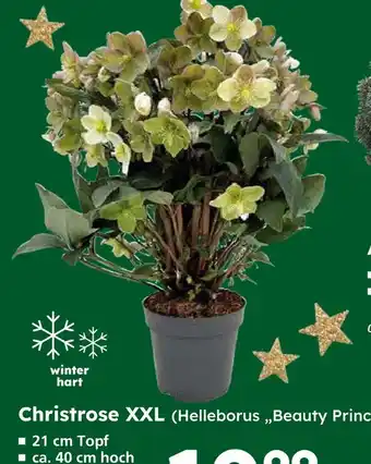 Globus Baumarkt Christrose xxl (helleborus 'beauty princess') Angebot