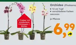Globus Baumarkt Orchidee (phalaenopsis) Angebot