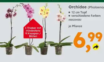 Globus Baumarkt Orchidee (phalaenopsis) Angebot
