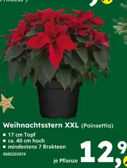 Globus Baumarkt Weihnachtsstern xxl (poinsettia) Angebot