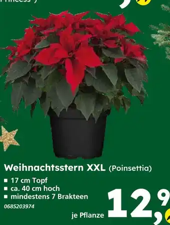 Globus Baumarkt Weihnachtsstern xxl (poinsettia) Angebot
