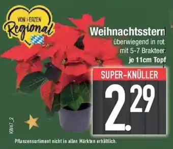 E-Center Weihnachtsstern Angebot
