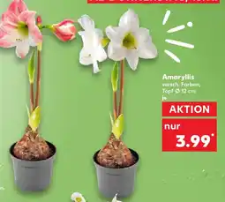 Kaufland Amaryllis Angebot