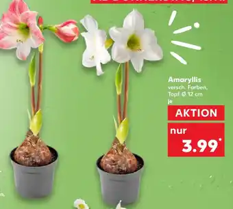 Kaufland Amaryllis Angebot