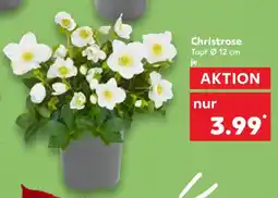 Kaufland Christrose Topf Ø 12 cm Angebot