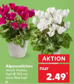 Kaufland Alpenveilchen Angebot