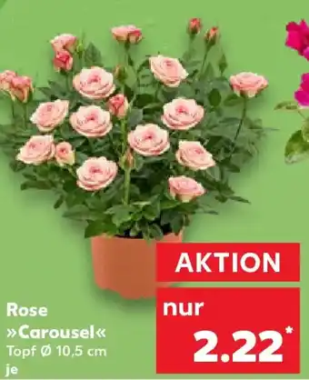 Kaufland Rose Carousel Angebot