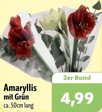 Aktiv Irma Amaryllis mit Grün Angebot