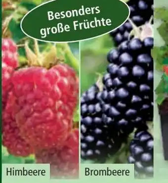 Norma Himbeeren Pflanzen Angebot