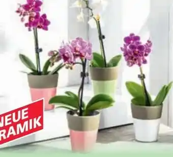 Norma Mini Orchidee Phalaenopsis Angebot