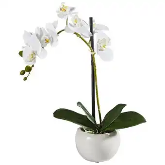 XXXLutz Ambia Kunstpflanze Angebot