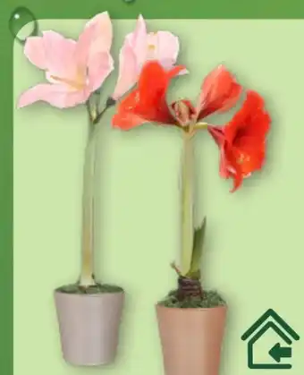 Aldi Nord Gardenline Amaryllis Angebot