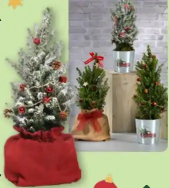 Aldi Nord Gardenline Große Zuckerhutfichte Angebot