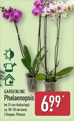 Aldi Nord GARDENLINE Phalaenopsis Angebot