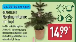 Aldi Nord Gardenline nordmanntanne im topf Angebot