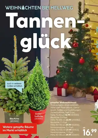 Hellweg Blaufichte Angebot