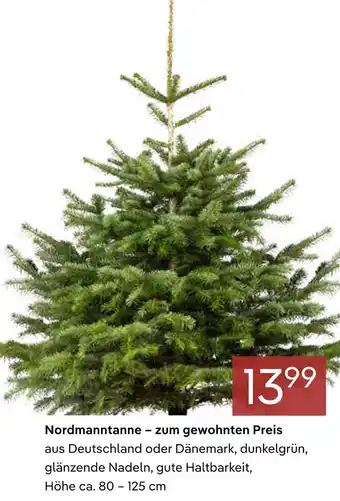 Pflanzen Kölle Nordmanntanne Angebot